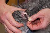 CANICHE - EPILATION OREILLE 010